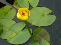 萍蓬草