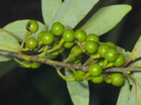 木姜子茎