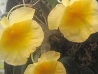 木虾公