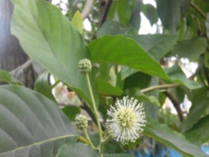风箱树叶