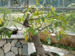 木棉根