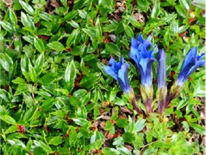蓝花龙胆