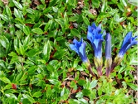 蓝花龙胆