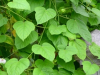 龙珠果