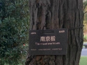 菩提树皮