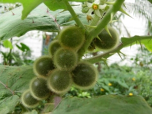 毛茄