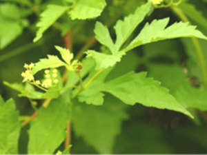独脚蟾蜍