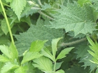 短茎独活