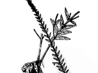 毛千屈菜