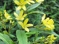 黄莲花