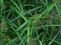毛果珍珠茅