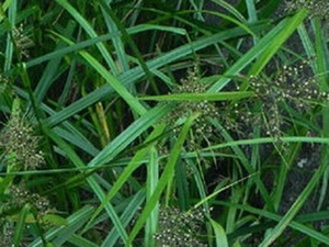毛果珍珠茅