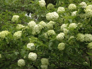木绣球茎