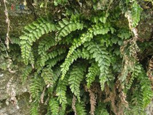 漏斗瓶蕨
