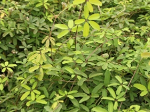 木通根