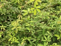 木通根