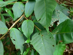 豆渣树