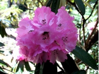 红花杜鹃