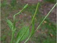 瓶尔小草