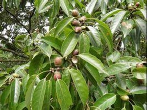 黄栎