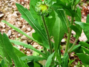 毛连菜