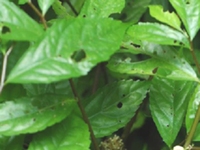 短齿楼梯草