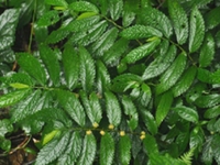 楼梯草根