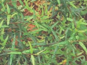 鬼柳树