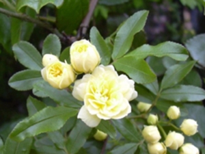 木香花