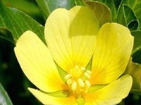 萍蓬草子