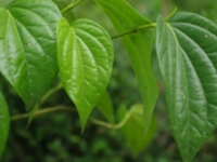 蒌油