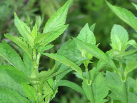 狼把草根