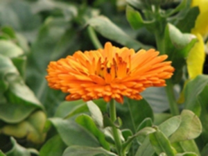 金盏菊