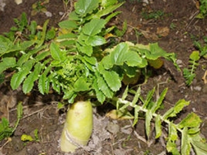 莱菔