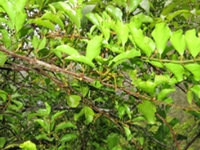 木兰寄生