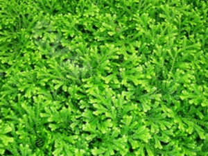 蜂药