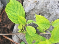 短柄南蛇藤茎叶