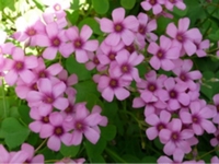 红花酢浆草