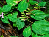 短萼蜂斗草