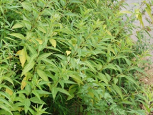 木苎麻