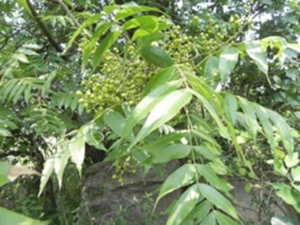 黄楝树