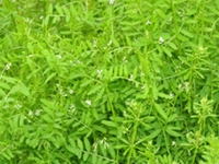 漂摇豆