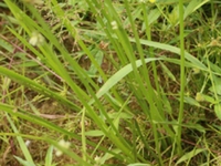 蒲草根