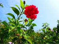 红花苗