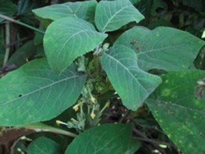 木锥花