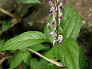 红茎黄芩