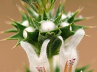 毛节兔唇花