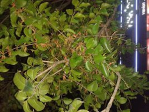 桂花跌打
