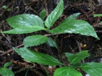 金线草根