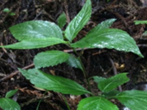 金线草根